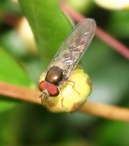 Episyrphus (Meliscaeva) auricollis: Dittero Syrphidae.